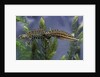 Triturus marmoratus (marbled newt) by Anonymous