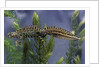 Triturus marmoratus (marbled newt) by Anonymous