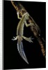 Ommatotriton vittatus (southern banded newt) by Anonymous
