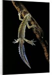 Ommatotriton vittatus (southern banded newt) by Anonymous