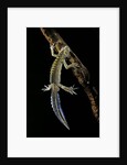 Ommatotriton vittatus (southern banded newt) by Anonymous