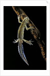 Ommatotriton vittatus (southern banded newt) by Anonymous