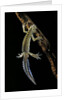 Ommatotriton vittatus (southern banded newt) by Anonymous