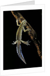 Ommatotriton vittatus (southern banded newt) by Anonymous