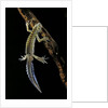 Ommatotriton vittatus (southern banded newt) by Anonymous