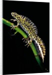 Triturus marmoratus (marbled newt) by Anonymous