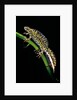 Triturus marmoratus (marbled newt) by Anonymous