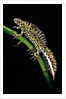 Triturus marmoratus (marbled newt) by Anonymous