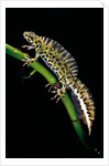 Triturus marmoratus (marbled newt) by Anonymous