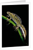 Triturus marmoratus (marbled newt) by Anonymous