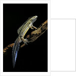 Ommatotriton vittatus (southern banded newt) by Anonymous