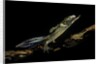 Ommatotriton vittatus (southern banded newt) by Anonymous