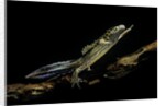 Ommatotriton vittatus (southern banded newt) by Anonymous