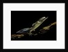 Ommatotriton vittatus (southern banded newt) by Anonymous