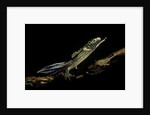 Ommatotriton vittatus (southern banded newt) by Anonymous