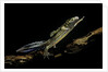 Ommatotriton vittatus (southern banded newt) by Anonymous