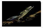Ommatotriton vittatus (southern banded newt) by Anonymous