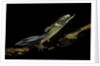 Ommatotriton vittatus (southern banded newt) by Anonymous