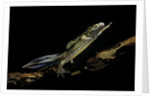 Ommatotriton vittatus (southern banded newt) by Anonymous