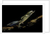 Ommatotriton vittatus (southern banded newt) by Anonymous