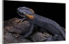 Tylototriton taliangensis (Taliang knobby newt) by Anonymous