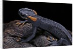 Tylototriton taliangensis (Taliang knobby newt) by Anonymous