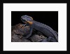 Tylototriton taliangensis (Taliang knobby newt) by Anonymous