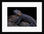 Tylototriton taliangensis (Taliang knobby newt) by Anonymous