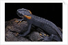 Tylototriton taliangensis (Taliang knobby newt) by Anonymous