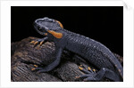 Tylototriton taliangensis (Taliang knobby newt) by Anonymous