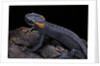 Tylototriton taliangensis (Taliang knobby newt) by Anonymous