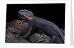 Tylototriton taliangensis (Taliang knobby newt) by Anonymous