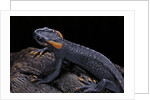 Tylototriton taliangensis (Taliang knobby newt) by Anonymous