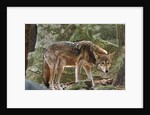 Red Wolf by Anonymous