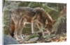 Red Wolf by Anonymous