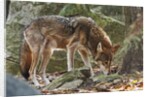 Red Wolf by Anonymous