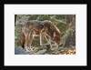 Red Wolf by Anonymous