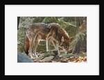 Red Wolf by Anonymous