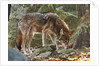 Red Wolf by Anonymous