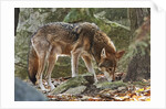 Red Wolf by Anonymous