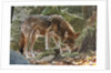 Red Wolf by Anonymous