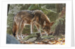 Red Wolf by Anonymous