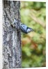 White-breasted Nuthatch by Anonymous