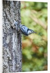 White-breasted Nuthatch by Anonymous