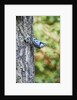 White-breasted Nuthatch by Anonymous