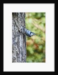 White-breasted Nuthatch by Anonymous