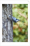 White-breasted Nuthatch by Anonymous