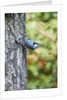 White-breasted Nuthatch by Anonymous