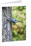 White-breasted Nuthatch by Anonymous
