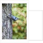 White-breasted Nuthatch by Anonymous